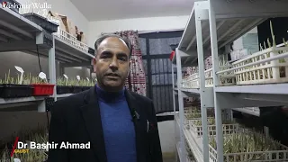 Climate change: Kashmir adapts indoor saffron cultivation techniques