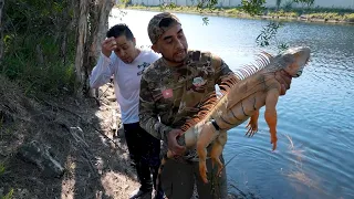 Los Garrobos Más Gigantes Que He Visto , Caza Y Cocina  De Garrobos