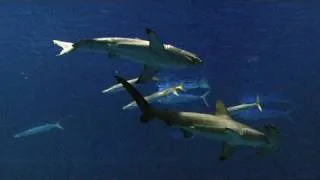 Web Extra: Great White Sharks in Captivity - KQED QUEST