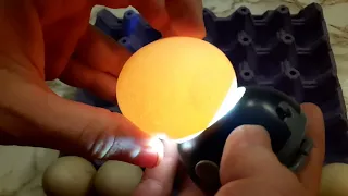 Немного ответов на вопросы по инкубационному яйцу