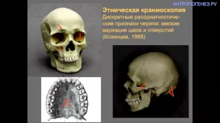 Классификация человеческих рас: старые факты в свете новых открытий