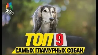 Топ 9 самых гламурных собачек | Top 9 most glamorous dogs