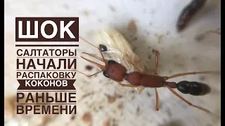 Шок! Harpegnathos saltator начали распаковывать коконы раньше времени!