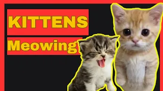 Kittens Meowing  High Quality Kitten Meowing Sounds to Find Your Cat