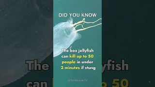 The box jellyfish aka the "sea wasp"