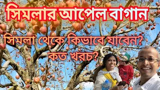 সিমলার আপেল বাগান কীভাবে যাবেন?/Shimla Apple Gargen 🍎/Shimla Apple Farming/Apple Orchard #shimla