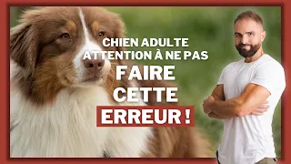 L'erreur à ne pas commettre en adoptant un chien adulte