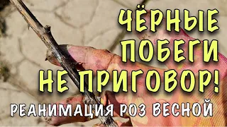 НЕ СМЕЙТЕ ВЫКАПЫВАТЬ! Открыли РОЗЫ, а ОНИ ЧЁРНЫЕ! Спасти ЛЕГКО! Готовим ВОЛШЕБНЫЙ ЭЛЕКСИР!