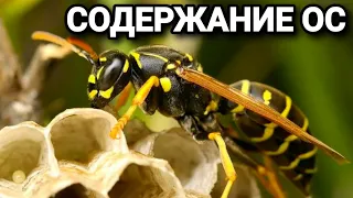 Веспакиперство или как содержать ос в домашних условиях. #МуравьиЯрославль