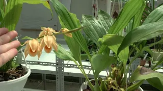 Цветение 2022. Coelogyne asperata , Coelogyne usitana, Coelogyne Fluffy Bob, Coelogyne huettneriana