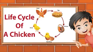 Life Cycle Of A Chicken