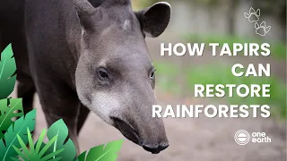 One Earth | How tapirs can restore rainforests