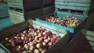 про зберігання плодів яблук в промислових масштабах. Реалізація соків та яблук.