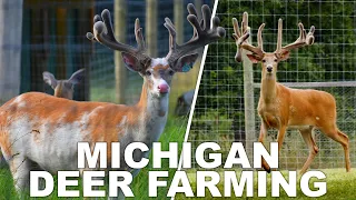 The Big Beautiful Bucks of Michigan! | Black Label Whitetails and Spotted Acres Whitetails 2023