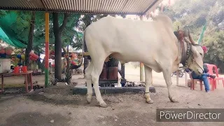 Cow making sugar cane juice | Traditional #traditional #sugarcane #travel