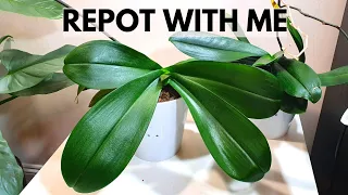 Chatty Phal Repot Answering your Questions! | Q&A on Repotting, Semi-Hydro, Growth Patterns & More!