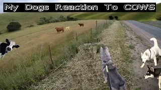 Siberian Husky Puppies Meet Biological Dad | Dominant Husky V.s Pack Of Cows!!