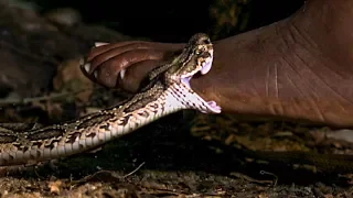 Viper Bite in Slow Mo! | BBC Earth