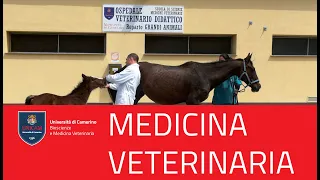 CdL Medicina Veterinaria - Prof. Loschi