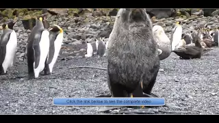 SEAL AND PENGUIN HAVING SEX?! (Arctocephalus gazella)