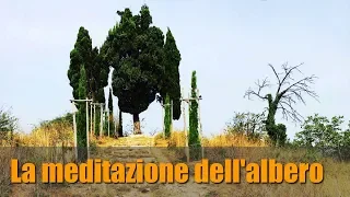 Meditazione guidata dell'albero