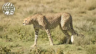 Wildebeest defends her calf from cheetah attack