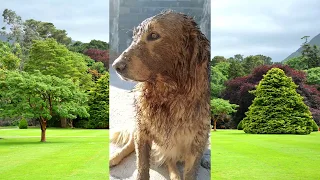 Cuando Regañas a tu Perro (perros arrepentidos)