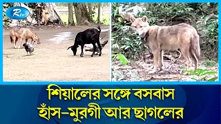 এখানে শিয়াল আর হাঁস-মুরগী বন্ধু | Fox and chicken are friends | Netrokona | Rtv News |