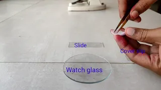 Onion peel cell experiment. (Procedure in description box)