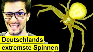 Extrem krasse Spinne Deutschlands - Schau was sie macht!