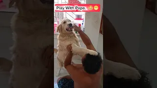 Play With Papa🤩😁 #shorts #goldenretriever #puppies #doglover