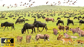 African Wildlife 4K : The great migration of wildebeest and other large animals in beautiful Africa