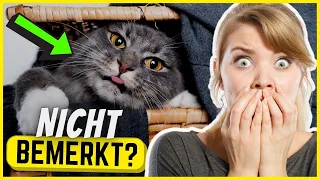 Wenn deine Katze das tut, halte sie SOFORT auf!