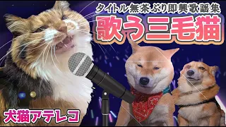 【犬猫アテレコ】狂気の三毛猫ディス子 即興歌謡 大特集