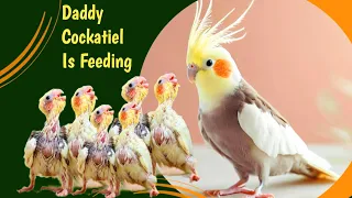 Daddy Cockatiel Is Feeding His Babies | How Mother Cockatiel Feeds Baby Cockatiels | Mouth feeding😍