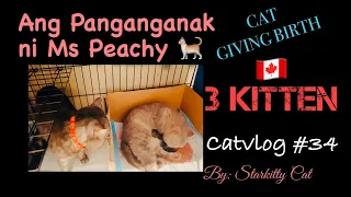 PAANO MANGANAK ANG PUSA | ANO ANG MGA DAPAT GAWIN | CAT GIVING BIRTH | CATVLOG # 34 #catgivingbirth