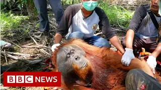 Leuser : Are palm oil farmers shooting orangutans?-  BBC News