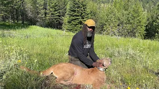 07/03/2022 Oregon cougar hunt and harvest!