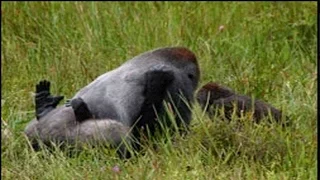 Hunter Witnesses Bigfoot Mating In British Columbia