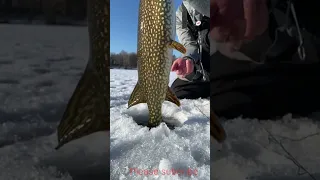 Amazing ice fishing - Northern Pike #Shorts #Northernpike #fishing