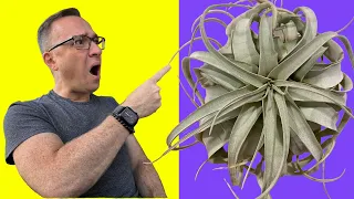 How to Water Tillandsias or Air Plants:  This May SHOCK YOU!
