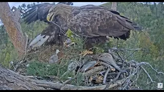 A little nervous mom ~ White-tailed eagles nest ~ May 05, 2024