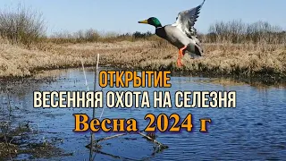 Открытие Весенняя охота на селезня Весна 2024 г