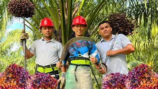 I worked at a palm plantation for 1 day 🇭🇳 How palm oil is made in Honduras