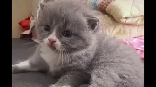 Kittens meowing too much cuteness