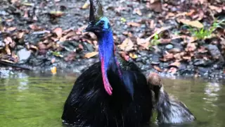 Cassowary bath time