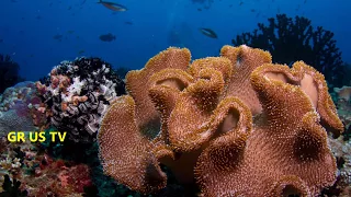 Top 15 Most Beautiful Coral Reefs In The World And Amazing Underwater Life | Part - 1