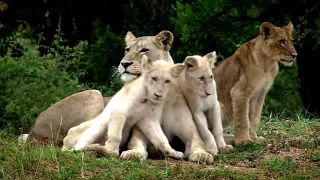 The Rare and Exotic Animals White Lions HD National Geographic Full Documentary || Mosharef animals