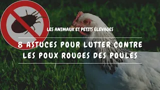 🐔 8 astuces pour lutter contre les poux rouges des poules