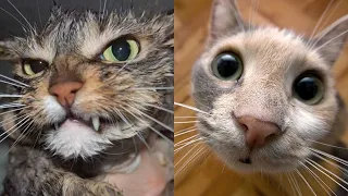 😹Коты 2022 смешные котики. 😹Приколы с котами до слез Я СМЕЯЛСЯ 10 МИНУТ 😹Funny cats tiktok 2022-2021